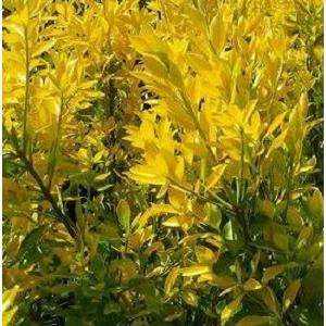 オウゴンマサキ 樹高0.8m前後 15cmポット （10本セット）（送料無料） 苗 植木 苗木 庭_2