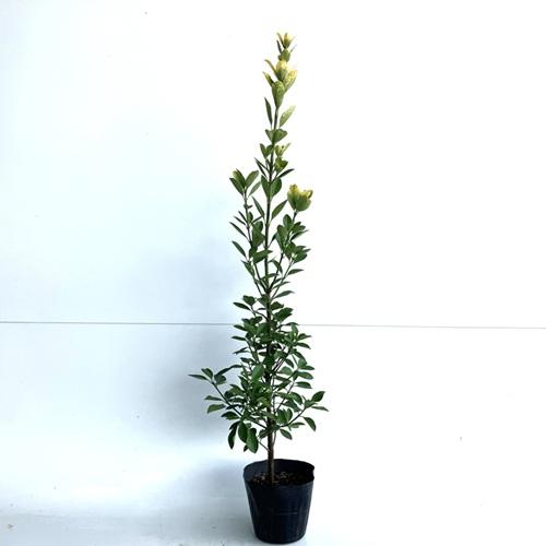 オウゴンマサキ 樹高0.8m前後 15cmポット （10本セット）（送料無料） 苗 植木 苗木 庭_1