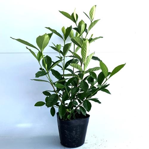 クチナシ 八重咲き（ヤエクチナシ） 樹高0.4m前後 15cmポット （ 単 品