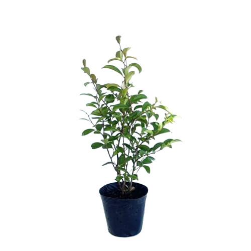 サカキ （ホンサカキ） 本榊 樹高0.6m前後 15cmポット （5本セット