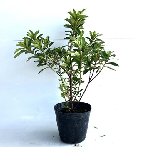 ヒラドツツジ 紫花 樹高0 3m前後 13 5cmポット 販売 苗 植木 苗木 庭木 垣根 生垣