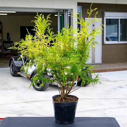 フィリフェラオーレア 樹高0.25m前後 15cmポット （10本セット）（送料