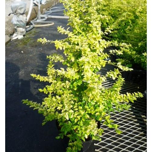 プリペット レモンアンドライム 樹高0 3m前後 15cmポット 販売 苗 植木 苗木 庭木