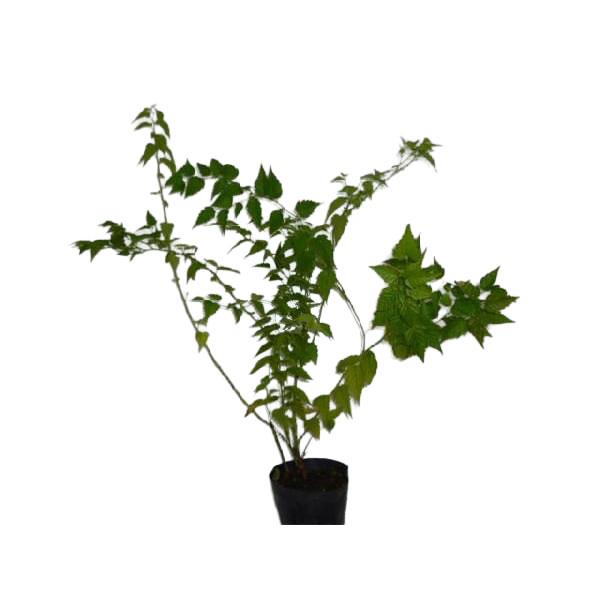 ヤエヤマブキ 樹高0.4m前後 15cmポット （20本セット）（送料無料）  苗 植木 苗木の画像