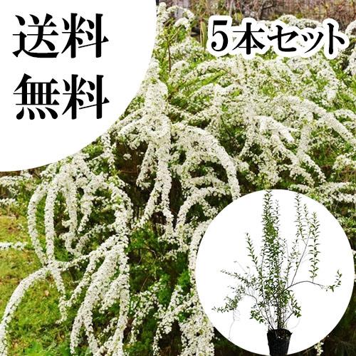 ユキヤナギ 樹高0 5m前後 15cmポット 5本セット 送料無料 苗 植木 苗木 花と緑スーパーseven 通販 Yahoo ショッピング