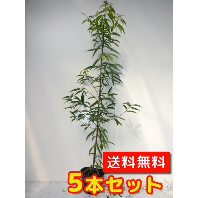 日本製 シラカシ 苗木 植木 苗 （5本セット）（送料無料） 15cmポット 樹高1.2m前後 常緑樹 -  www.dimariamalasanita.it