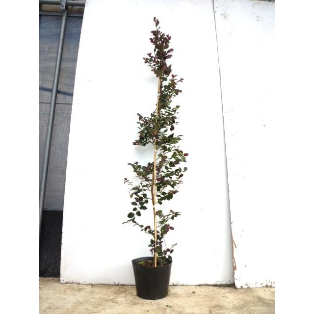 トキワマンサク（赤葉赤花） 樹高1.0m前後 15cmポット （5本セット