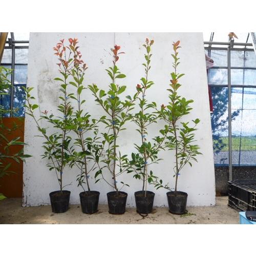 レッドロビン 樹高1.5m前後 18cmポットorバック （5本セット）（送料