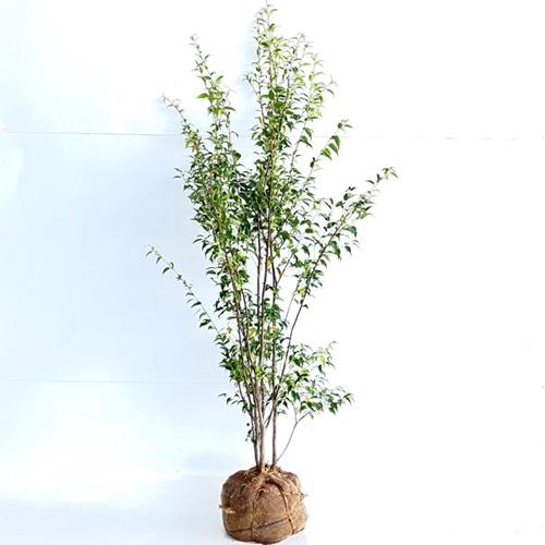 ハイノキ 樹高1.2m前後 根巻 （2本セット）（送料無料） 苗 植木 苗木