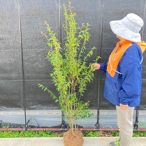 ハイノキ 樹高1.2m前後 根巻 （2本セット）（送料無料） 苗 植木 苗木