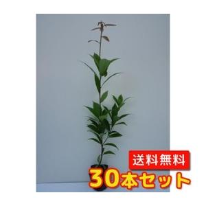 アラカシ 樹高0.5m前後 10.5cmポット （30本セット）（送料無料）  苗 植木 苗木 庭｜ueki