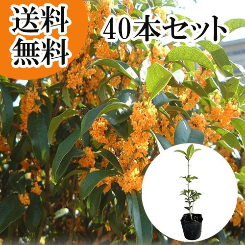 流行に キンモクセイ 樹高0 25m前後 10 5cmポット 40本セット T1送料無料 販売 苗 植木 苗木 庭木 垣根 生垣 生け垣 生垣用 目隠し 木 花と緑スーパーseven 通販 Yahoo ショッピング 送料無料 Www Maxipiso Com Ar