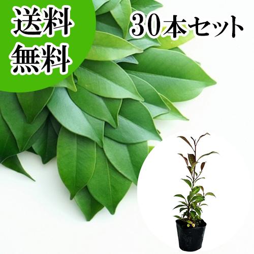 サカキ ホンサカキ 樹高0 2m前後 10 5cmポット 30本セット T1送料無料 販売 苗 植木 苗木 さかき 榊 本サカキ 神事 祭壇 本神榊 花と緑 谷川緑販 通販 Yahoo ショッピング