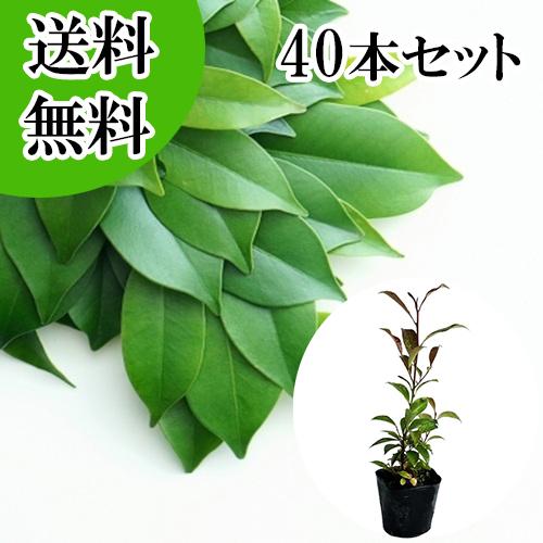 サカキ （ホンサカキ） 本榊 樹高0.3m前後 10.5cmポット （40本セット 