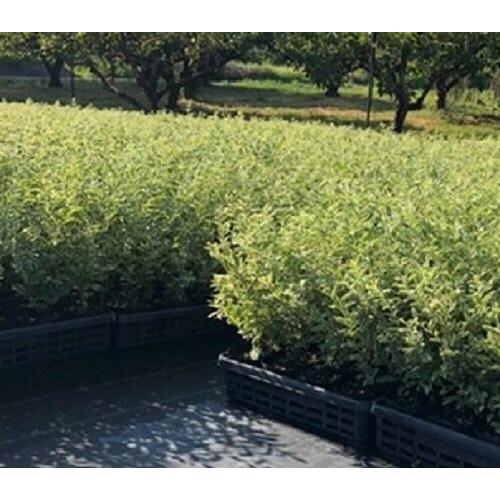 時間指定不可 シルバープリペット 樹高0 4m前後 10 5cmポット 30本セット T1送料無料 販売 苗 植木 苗木 庭木 垣根 生垣 生け垣 生垣用 目隠し 木 楽天カード分割 Www Tiebreak Fr