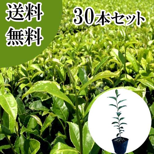 手数料安い チャノキ 樹高0 25m前後 10 5cmポット 30本セット T1送料無料 販売 苗 植木 苗木 庭木 垣根 生垣 生け垣 生垣用 目隠し 木 花と緑スーパーseven 通販 Yahoo ショッピング 魅了 Www Maxipiso Com Ar