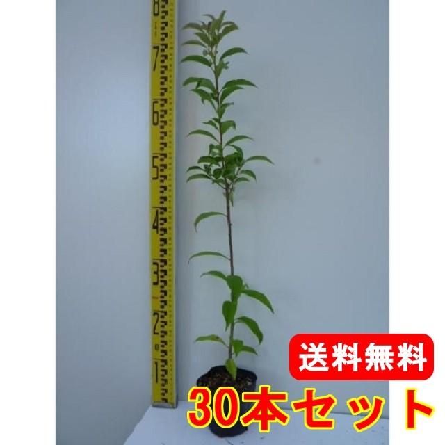ナナミノキ 樹高0.3m前後 10.5cmポット （30本セット）（送料無料）  苗 植木 苗木