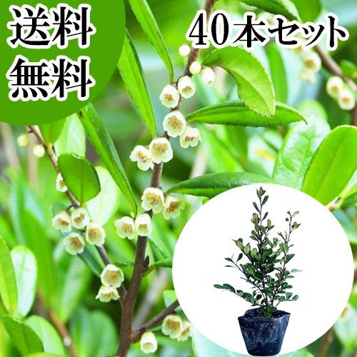 ハマヒサカキ 樹高0.25m前後 10.5cmポット （40本セット）（送料無料