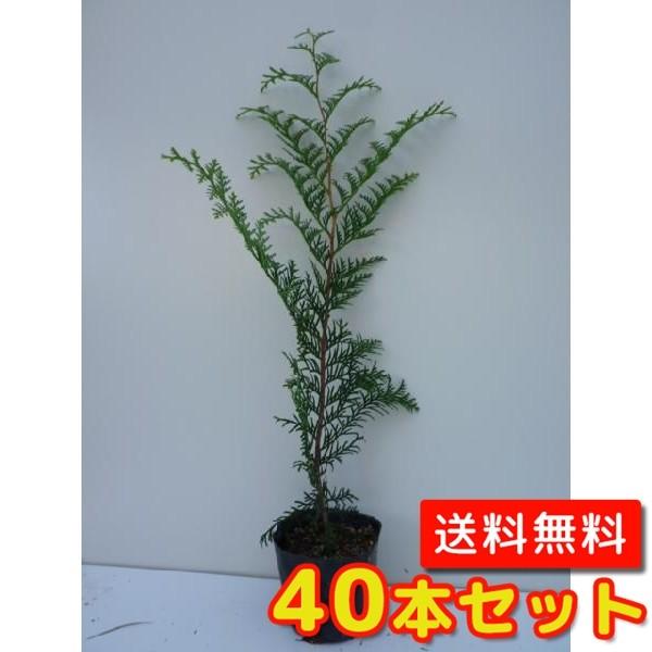ヒノキ 樹高0.5m前後 10.5cmポット （40本セット）（送料無料）  苗 植木 苗木