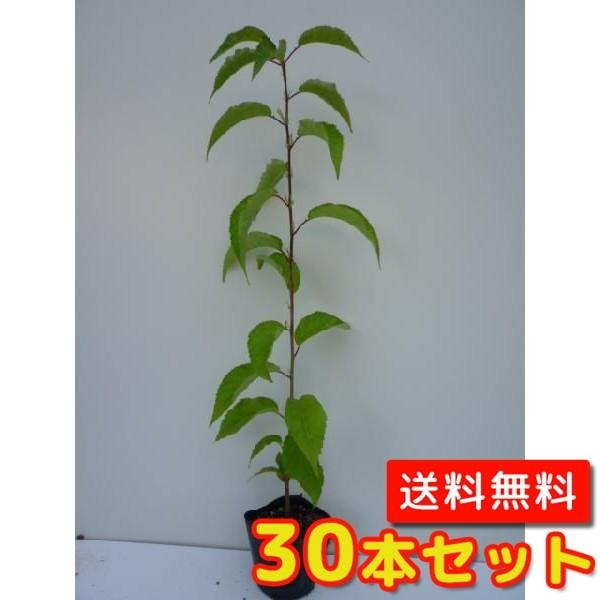 ヤマザクラ 樹高0.3m前後 10.5糎ポット （30本仕かける）（貨物輸送無料）  苗 植木 若木