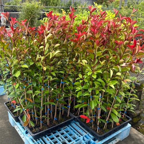 レッドロビン 樹高0.8m前後 10.5cmポット （40本セット）（送料無料