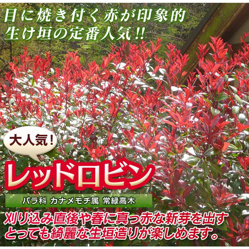 レッドロビン 樹高0.8m前後 10.5cmポット （40本セット）（送料無料