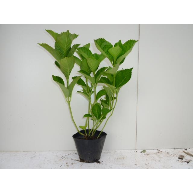 送料無料 セット商品も販売中 スマホの方は 下記の 商品情報をもっと見る を開いてください 送料無料商品 5本セット 946円 10本セット 6円 15本セット 658円 本セット 611円ガクアジサイ 樹高0 4m前後