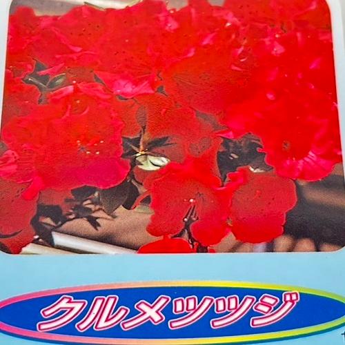 クルメツツジ(赤） 樹高0.3m前後 15cmポット （15本セット）（送料無料）  苗 植木 苗木 庭 |  | 02
