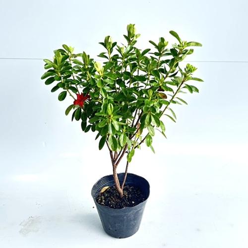 クルメツツジ(赤） 樹高0.3m前後 15cmポット （15本セット）（送料無料）  苗 植木 苗木 庭 |  | 01