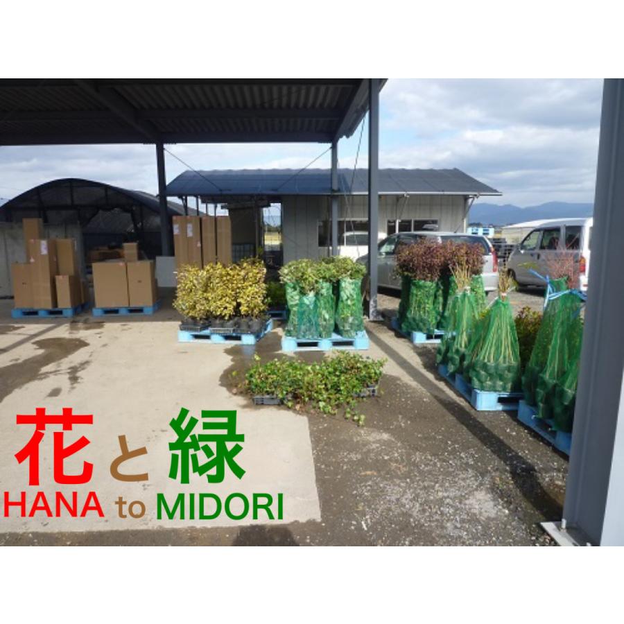 クルメツツジ(赤） 樹高0.3m前後 15cmポット （15本セット）（送料無料）  苗 植木 苗木 庭 |  | 06