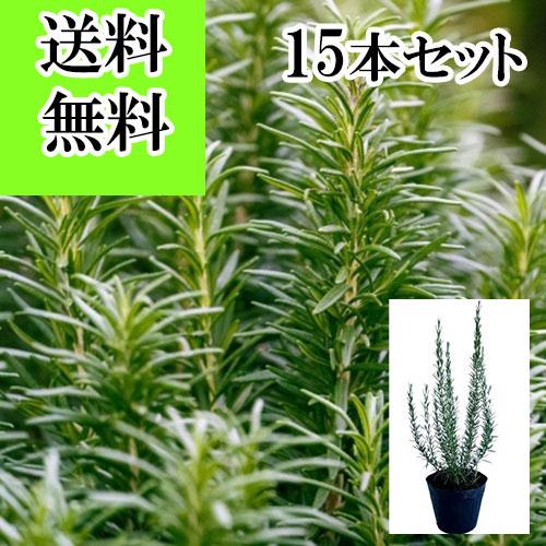 ローズマリー 樹高0.4m前後 15cmポット （15本セット）（送料無料） 苗