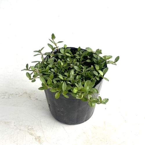 ヒメイワダレソウ⑥ リピア（ヒメイワダレソウ） / 9.0cmポット （252本セット）（送料無料