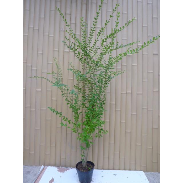 正規品 プリペット 樹高1 0m前後 15本セット 半常緑 植木 庭木 生垣 セイヨウイボタノキ 21新発 Southerncollegeofhealthsciences Com