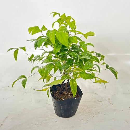 低価格の オタフクナンテン 樹高0.2m前後 12cmポット 単 品 苗 植木 苗木 低価格の オタフクナンテン 樹高0.2m前後 12cmポット 単 品 苗 植木 苗木