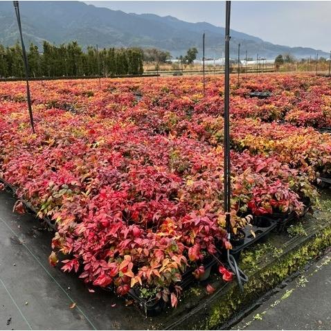 オタフクナンテン 樹高0 2m前後 12cmポット 登場大人気アイテム 単 品 販売 苗 植木 生け垣 苗木 庭木 生垣 生垣用 垣根 目隠し 木