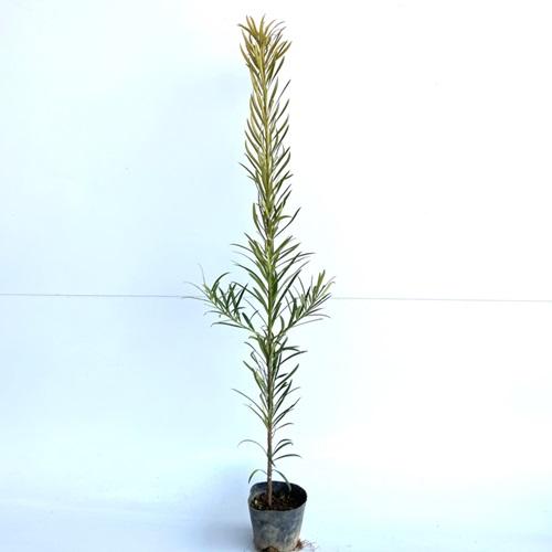 イヌマキ 樹高0.5m前後 10.5cmポット （ 単 品 ） 苗 植木 苗木 庭
