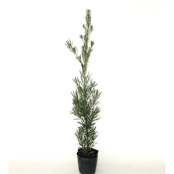 ラカンマキ 樹高1.0m前後 15cmポット （ 単 品 ） 苗 植木 苗木 庭