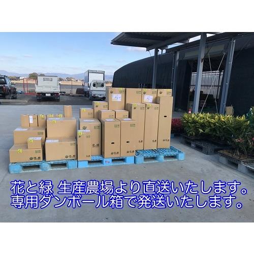 ラカンマキ 樹高1.0m前後 15cmポット （5本セット）（送料無料） 苗