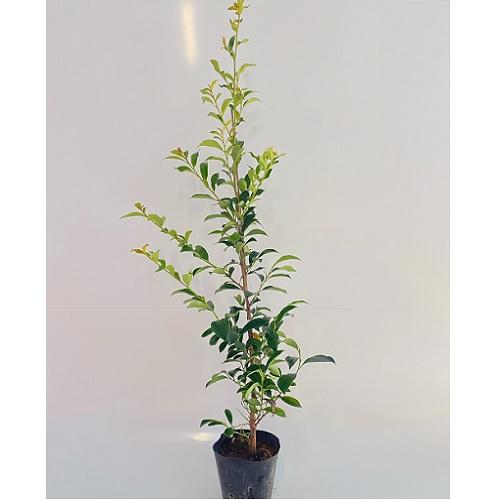 サカキ ホンサカキ 樹高0 8m前後 18cmポット 5本セット Y1送料無料 販売 苗 植木 苗木 さかき 榊 本サカキ 神事 祭壇 本神榊 花と緑 谷川緑販 通販 Yahoo ショッピング