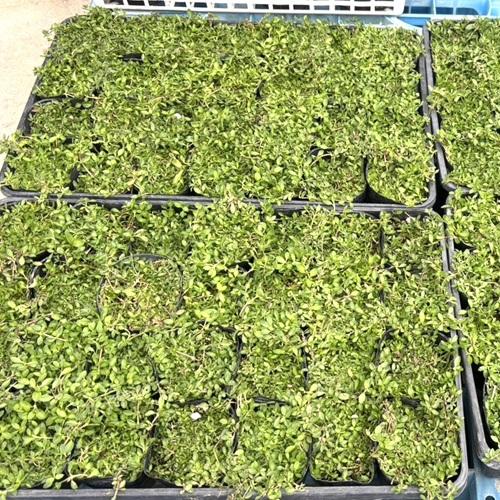 ヒメイワダレソウ（リピア）キッドセット Amazon.co.jp