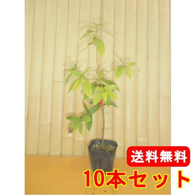 イチイガシ 樹高0 5m前後 10 5cmポット 10本セット T1送料無料 販売 苗 植木 内祝い 苗木 目隠し 生垣 垣根 生け垣 庭木 木 生垣用 山林苗