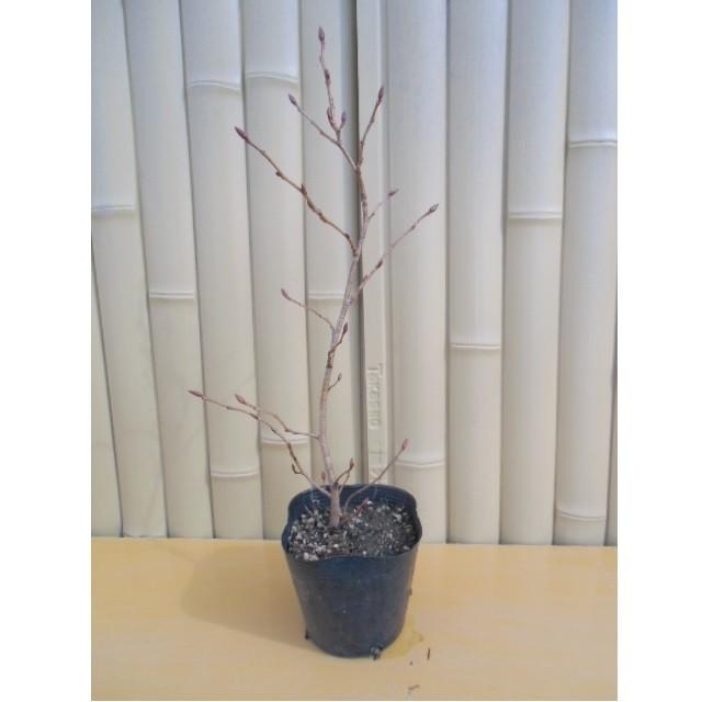 最大97 オフ ヤシャブシ 樹高0 5m前後 10 5cmポット 単 品 苗 植木 苗木