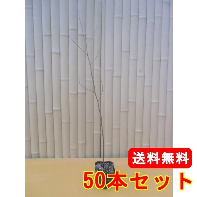 ムクノキ 樹高0.3m前後 10.5cmポット （50本セット）（送料無料）  苗 植木 苗木