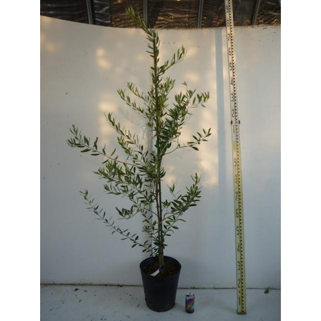 オリーブ　樹高　1.2m前後 オリーブ 樹高1.2m前後 21cmポット （ 単 品 ）（送料無料） 苗 植木