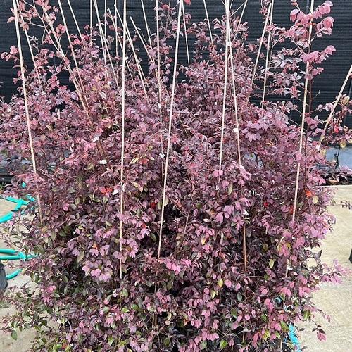 赤花　マンサク 店頭受取専用品】トキワマンサク（赤葉赤花） 樹高1.0m前後 18cmポット