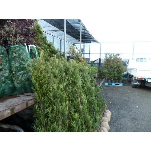 店頭受取専用品】ラカンマキ 樹高1.2m前後 根巻 発送不可 苗 植木 苗木