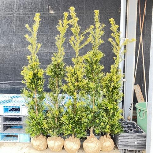 店頭受取専用品】ラカンマキ 樹高1.5m前後 根巻 発送不可 苗 植木 苗木