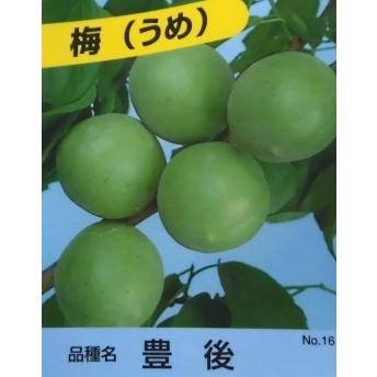 即納できます ウメ 豊後ウメ 梅苗 樹高0 6m前後 15cmポット 8本セット T1送料無料 苗 植木 苗木 花と緑スーパーseven 通販 Yahoo ショッピング 入荷予定商品 Clinicaaldente Es