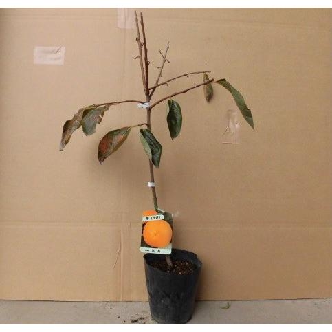 カキ 富有柿 樹高0.5m前後 12cmポット （ 単 品 ） 柿木 柿の木 柿ノ木