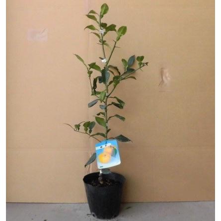 ユズ 柚子 樹高0 3m前後 15cmポット 単 品 苗 植木 苗木 花と緑スーパーseven 通販 Yahoo ショッピング